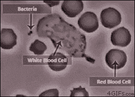 biology bacteria GIF