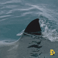 Great White Sharks GIF by Shark Week