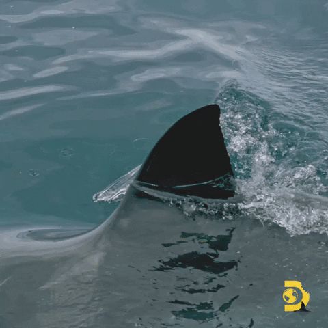 Great White Sharks GIF by Shark Week