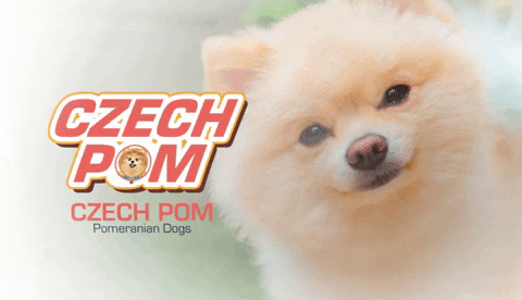 Pomeranian Dog Gifs Get The Best Gif On Giphy