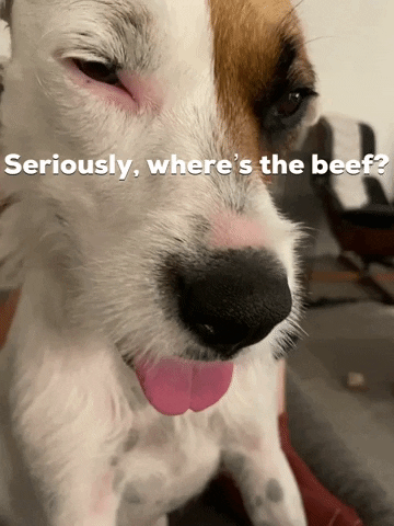 Dog Seriously GIF by arielle-m