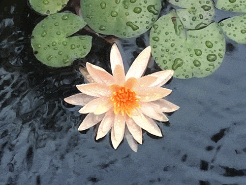 White-lotus GIFs - Get the best GIF on GIPHY