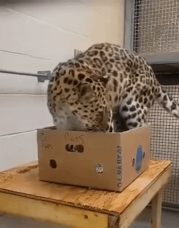 Shower Zoo GIF by Storyful