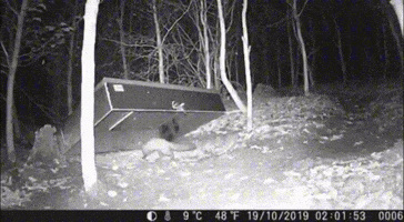 muensterlandfalle.de GIF