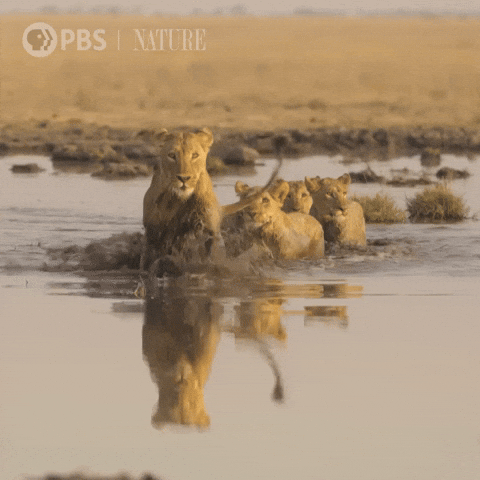 Explore Pbs Nature GIF by Nature on PBS