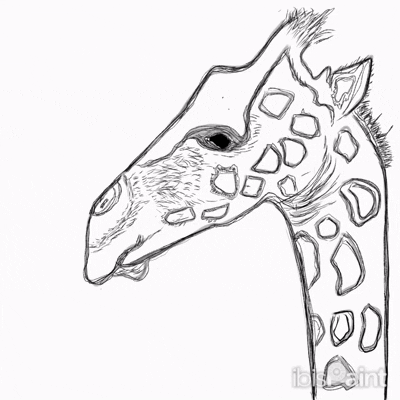 Ibist Ornithology Artanddesaign GIF