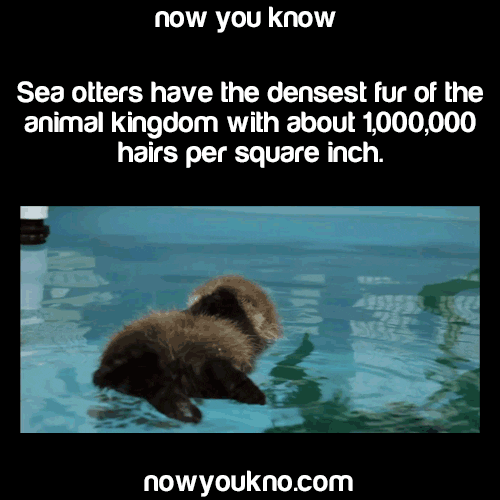 Wildlife gif. A fluffy sea otter lays on its back in a pool. It kicks its chubby foot. Text, “ Now you know, Sea otters have the densest fur of the animal kingdom with about 1,000,000 hairs per square inch,” 