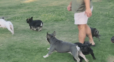 French Bulldog GIF