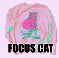 Cats Focus GIF by badkneesTs