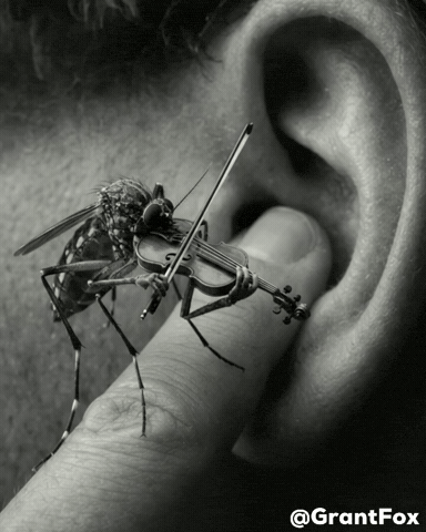 Fly Ear GIF