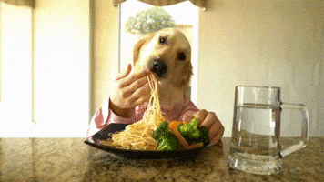 Dog Hands GIF by Trending