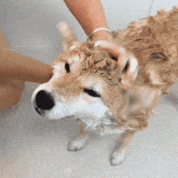 Explore i pet a dog today GIFs