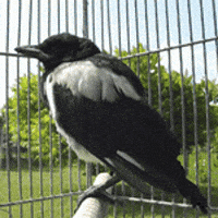 Bird E GIF Bird E GIF