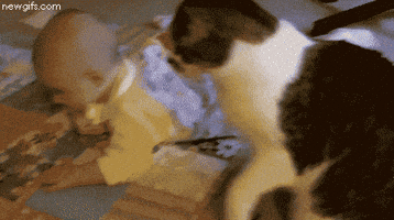 Cat Animals animated GIF