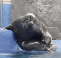 Seal GIF