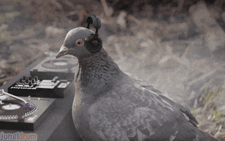 Pigeon Ecards GIF by sheepfilms
