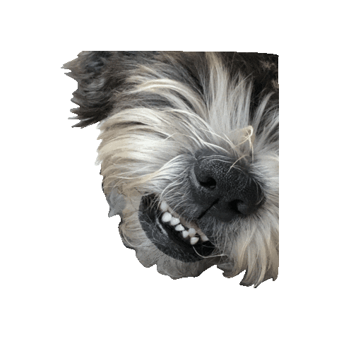 Dog Adopt Me Sticker by Abi Bock