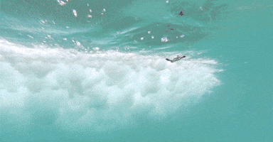 penguin swimming GIF