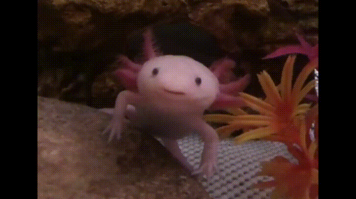 35 Trends For Cute Smiling Gif Axolotl Lee Dii