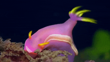 Sea Creature Pink GIF by Oceana