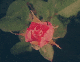 Blooming National Anthem GIF by Lana Del Rey
