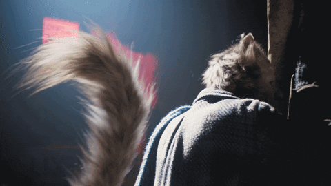 Cat Meow GIF by Cats Movie - Find & Share on GIPHY