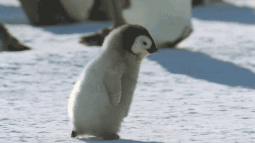 Penguins-baby GIFs - Get the best GIF on GIPHY
