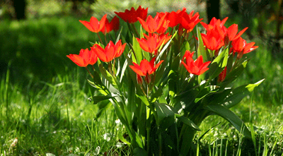 flowers spring GIF