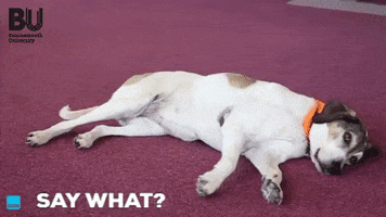 Dog Say What GIF by Bournemouth University
