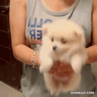 funny puppy swimming GIF