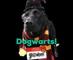 Harry Potter Dog GIF by Camp Tails