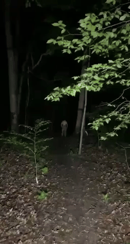Jump Scare GIF