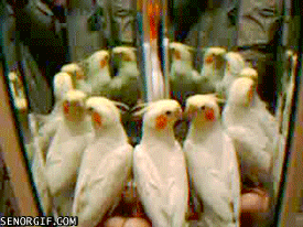 Mirror I Like What I See GIF by Cheezburger - Find & Share on GIPHY