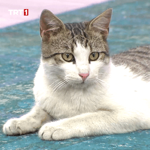 Cat What GIF by TRT