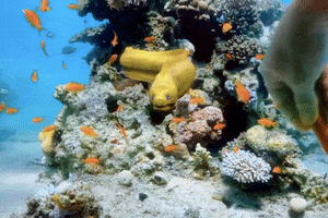 Fish GIF
