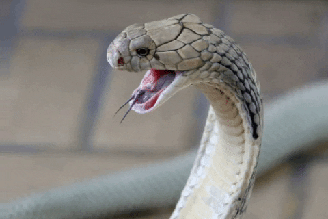 Singing-snake GIFs - Get the best GIF on GIPHY