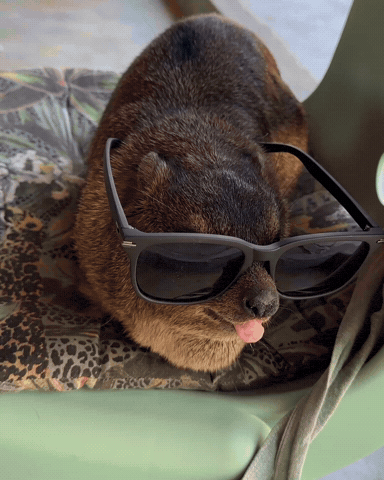 Exotic Animal Chill GIF