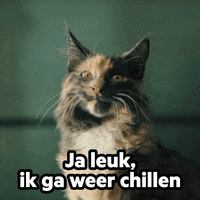 Cat Chilling GIF by KPN
