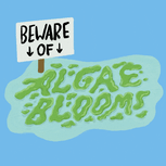 Beware of algae blooms