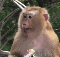 Analgin GIF