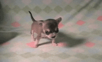 puppy falling GIF