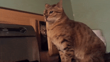 Fight GIF
