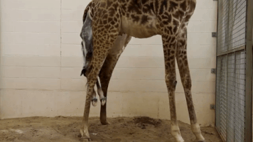 giraffe birth GIF