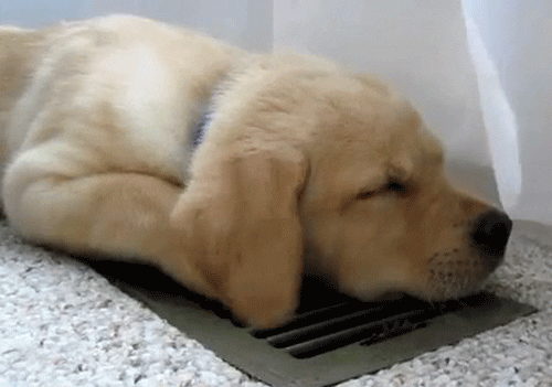Air Conditioning Dog GIF - Find & Share on GIPHY