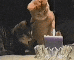 cat GIF