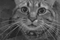 Мувик Meow! Meow!! ~ Purrrrfect Edition ♫ Anime Mix AMV by AMV News