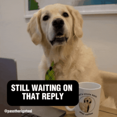 English Dog GIF by Rigatoni