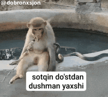 Monkey GIF