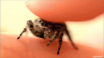 Cute Spider GIFs - Get the best GIF on GIPHY