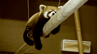 Panda Cute Gifs Get The Best Gif On Giphy
